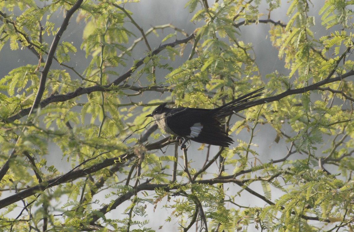 Pied Cuckoo - ML287364981
