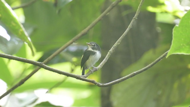 Black-and-white Tody-Flycatcher - ML287365051