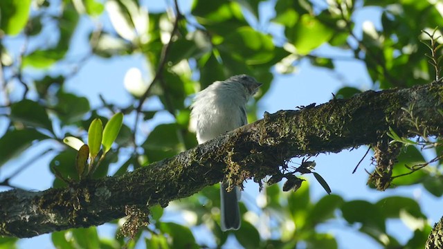 Amazonian Elaenia - ML287366781
