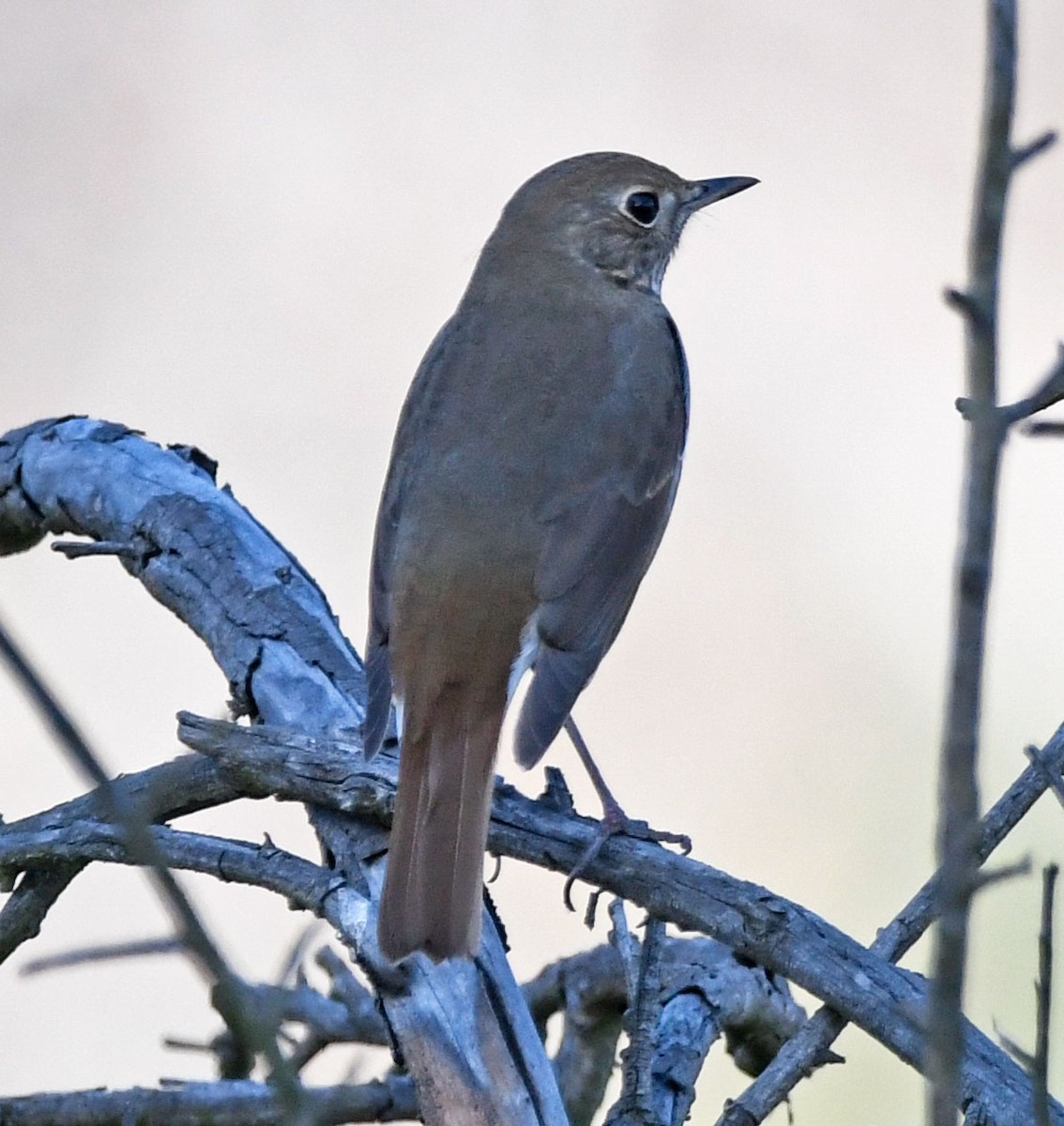 Hermit Thrush - Kat Byrd