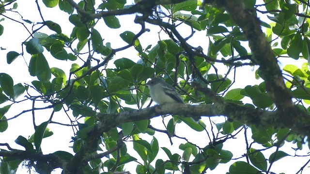 Amazonian Elaenia - ML287366801