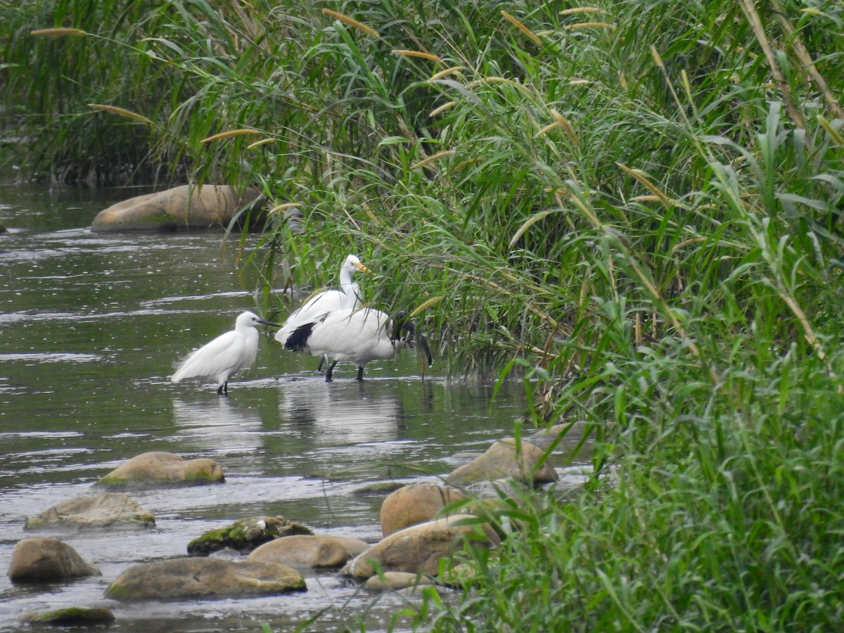 African Sacred Ibis - ML287368071