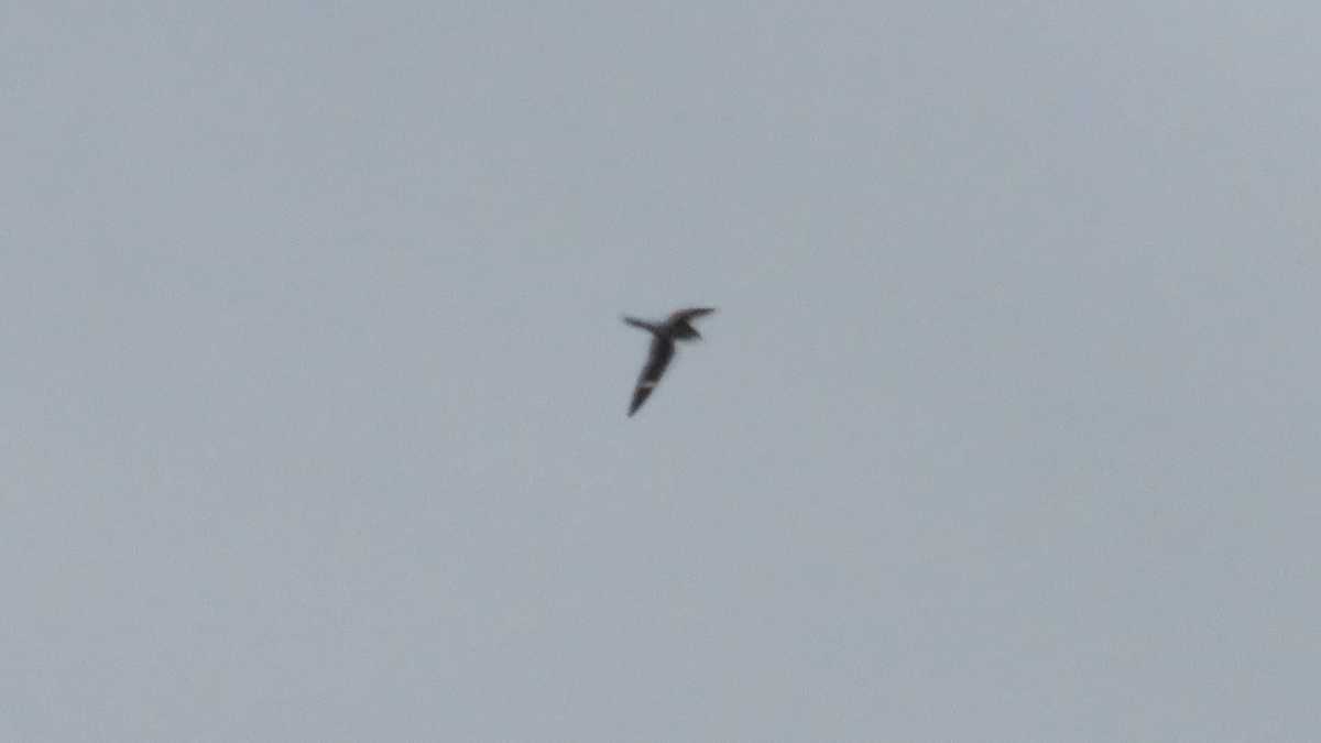 Common Nighthawk - ML28736811