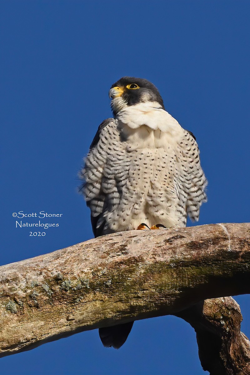 Peregrine Falcon - Scott Stoner