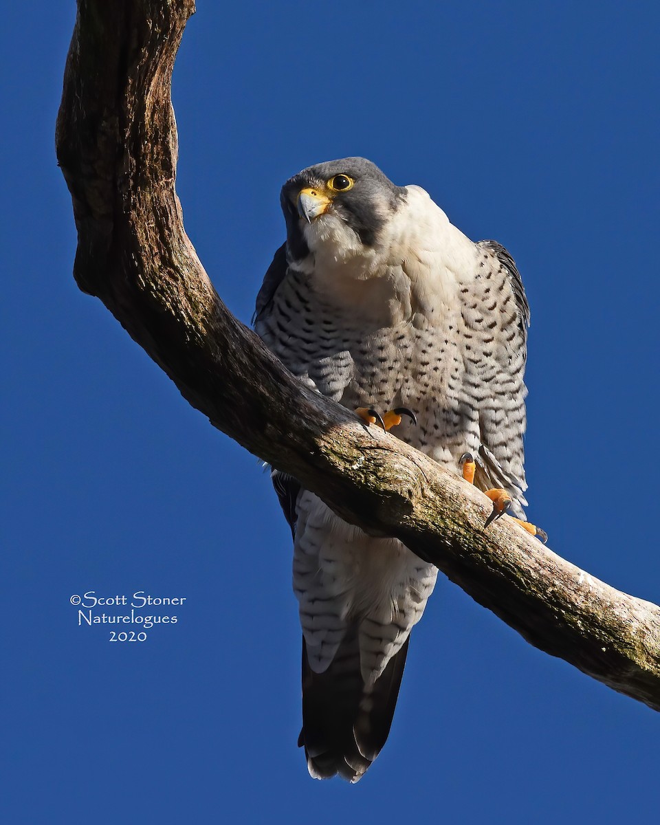 Halcón Peregrino - ML287368381