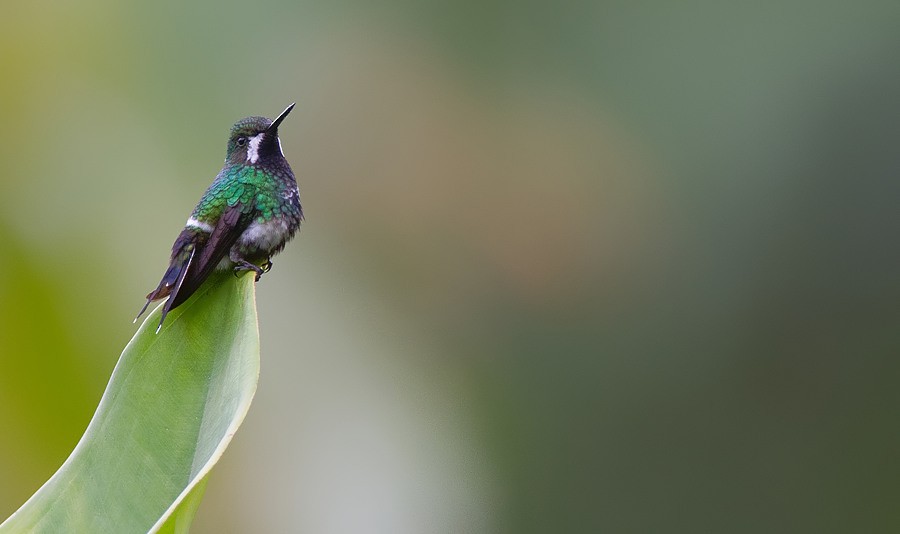 Green Thorntail - ML287368481