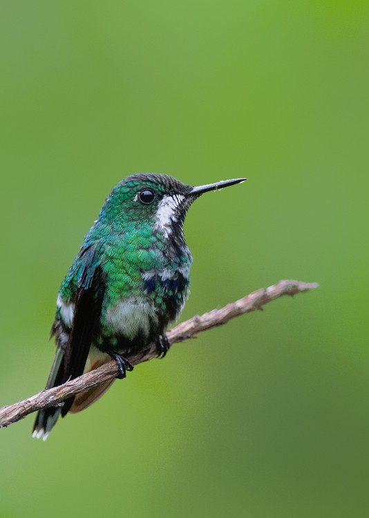 Green Thorntail - ML287368491