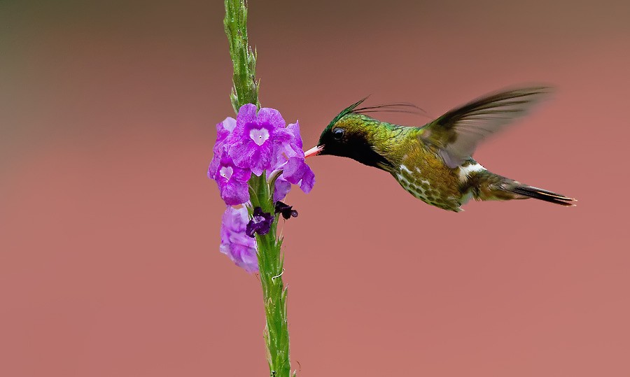 Black-crested Coquette - ML287368501