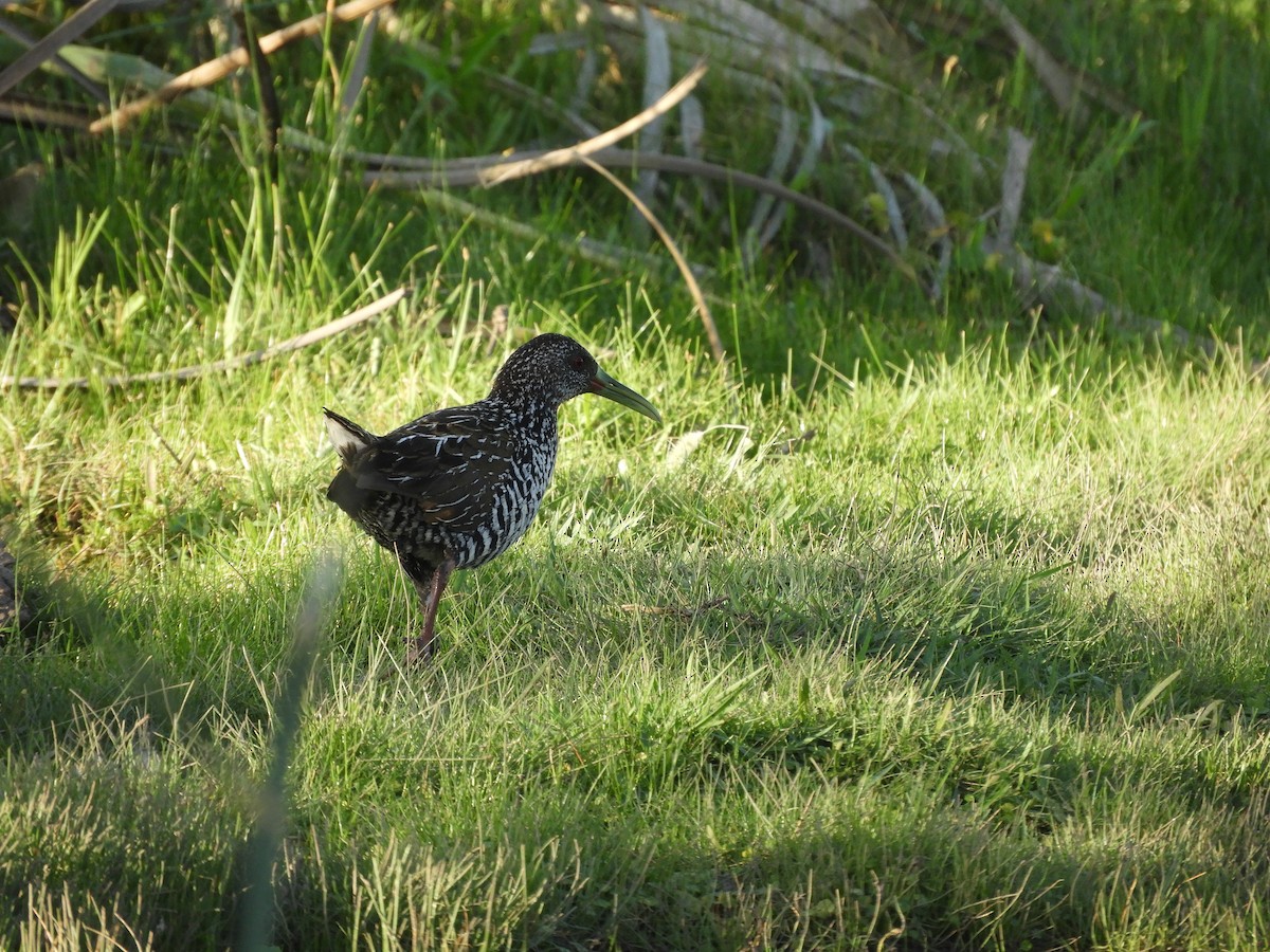 Spotted Rail - ML287369461