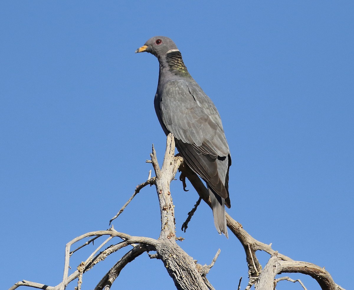 Band-tailed Pigeon - Holly Merker