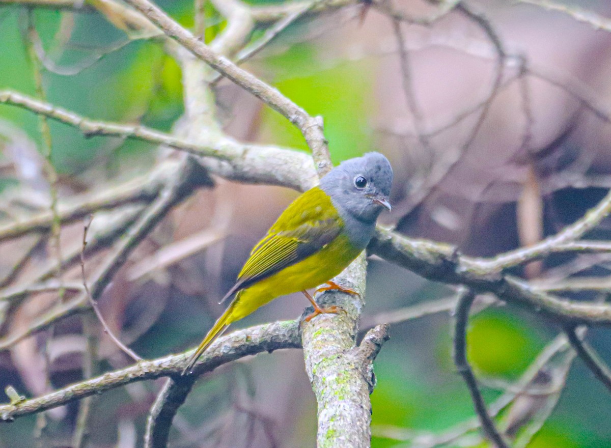 Gray-headed Canary-Flycatcher - Akshat K