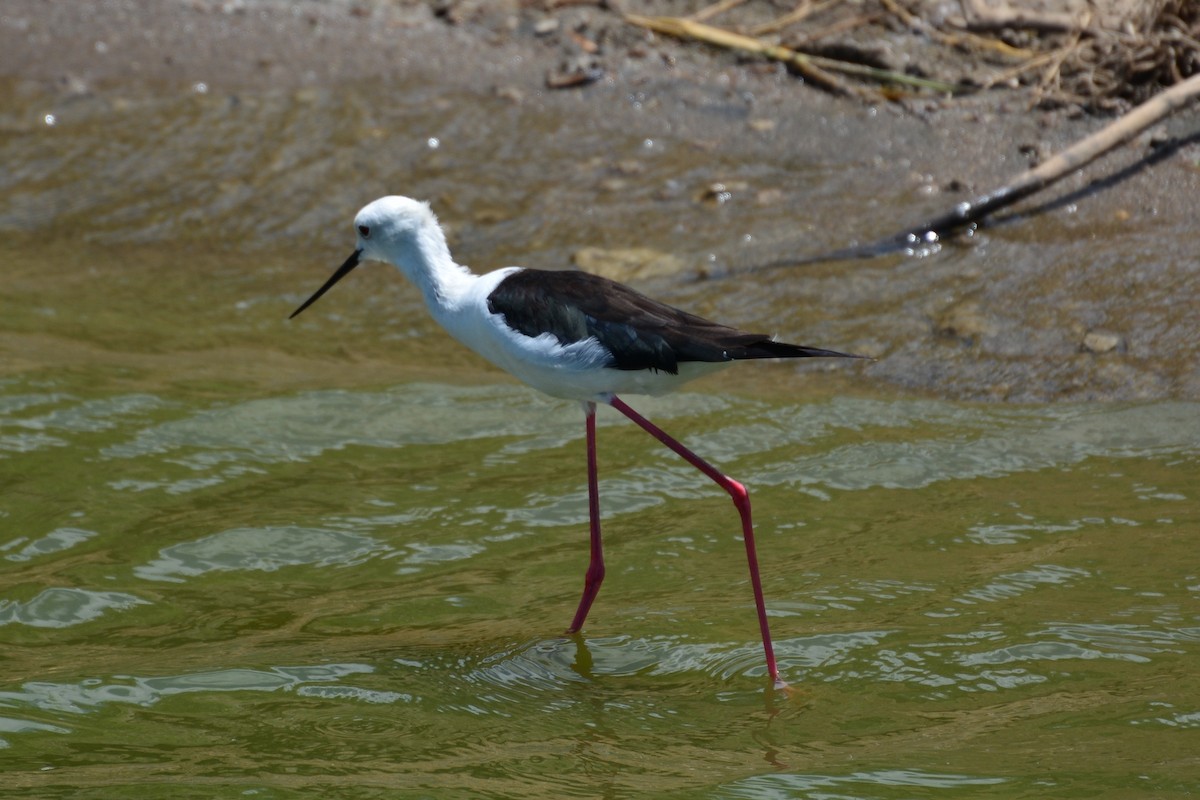 Black-winged Stilt - ML287373831