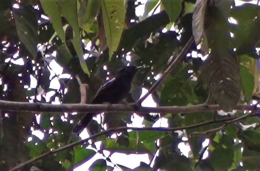 White-winged Becard - ML287375401