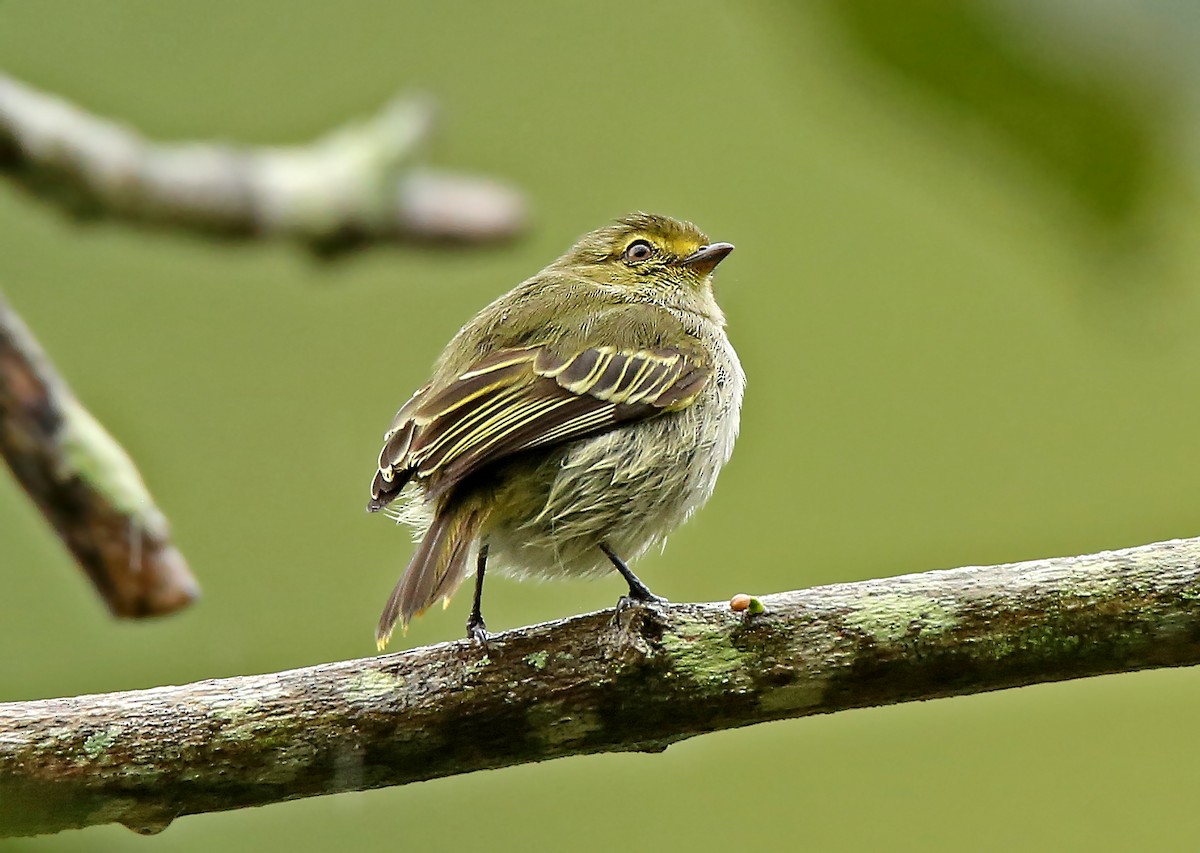 Choco Tyrannulet - Roger Ahlman