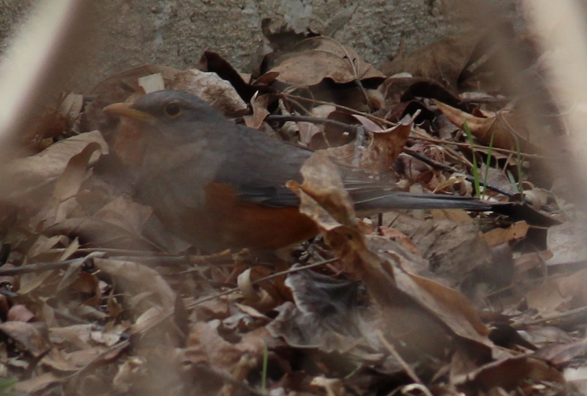 Gray-backed Thrush - ML287376841