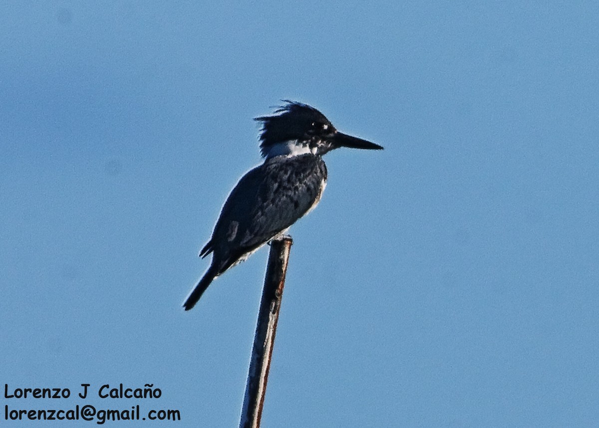 Belted Kingfisher - ML287376971