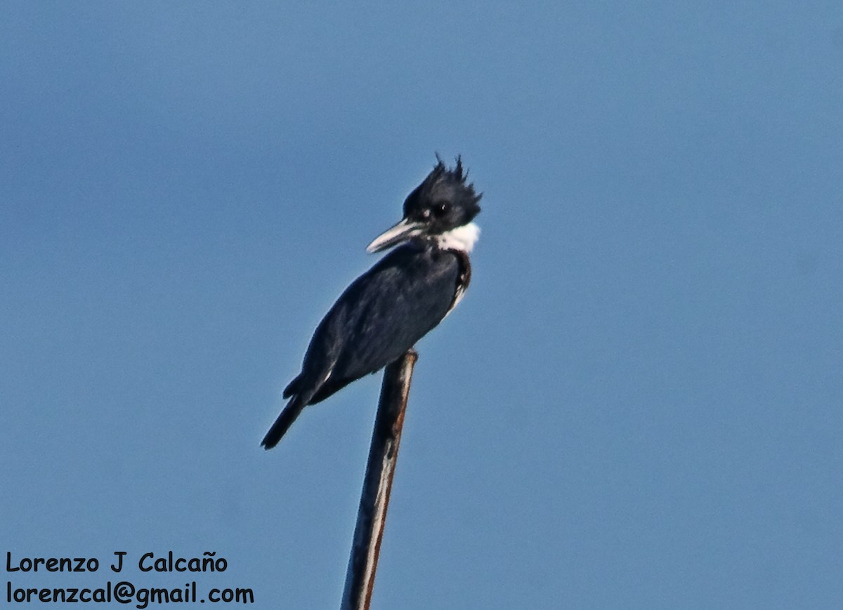 Belted Kingfisher - ML287376991