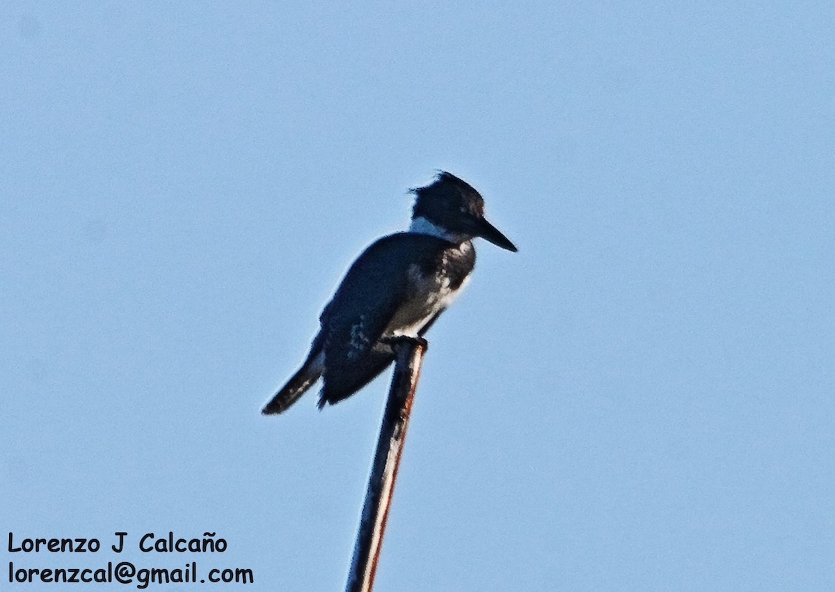 Belted Kingfisher - ML287377011