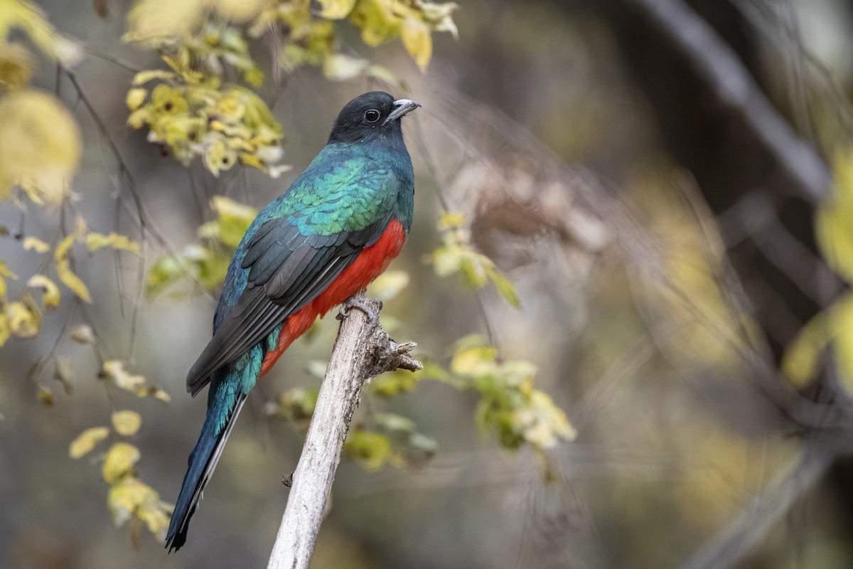 Eared Quetzal - Bryan Calk