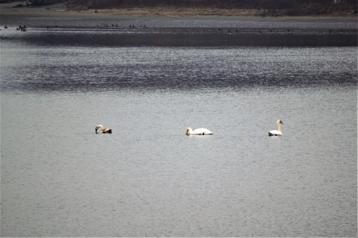 Mute Swan - ML287378911