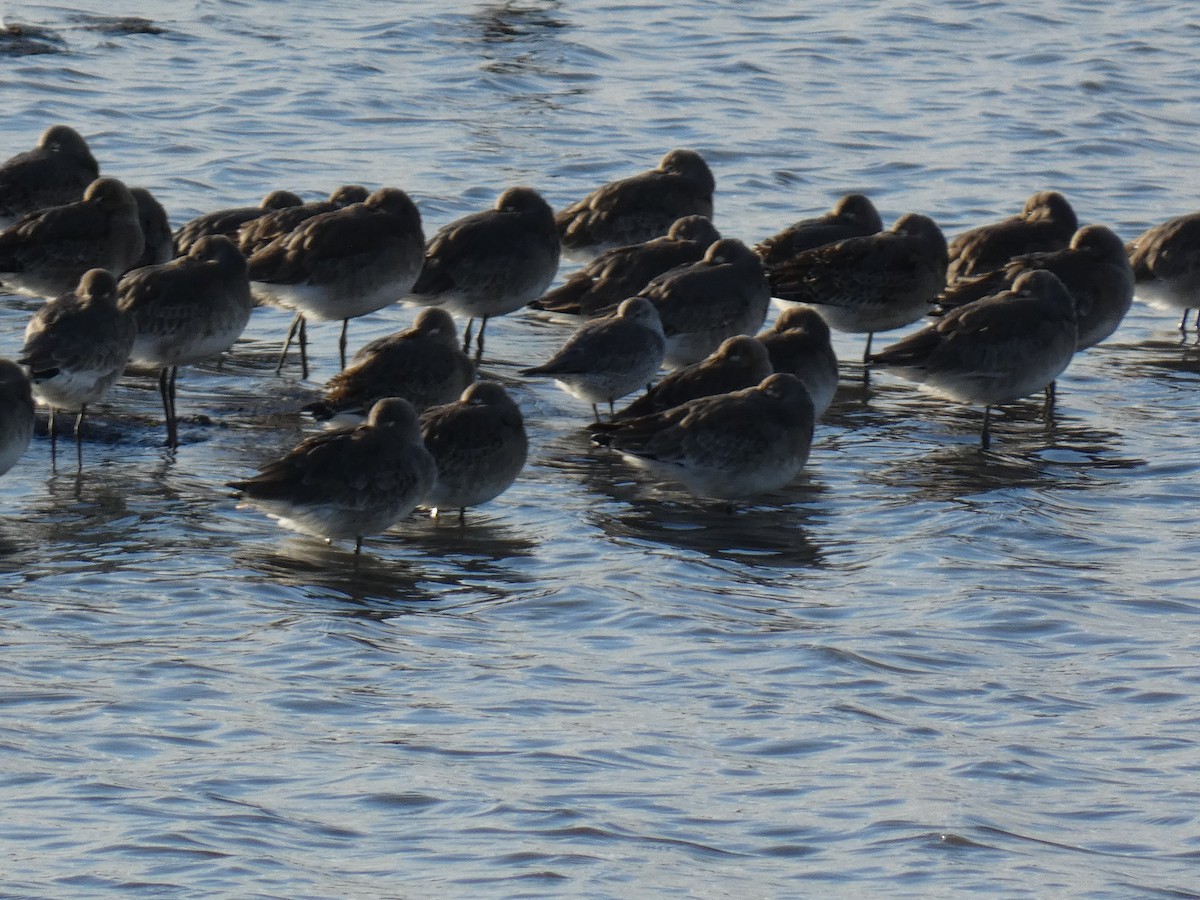 Red Knot - ML287379191