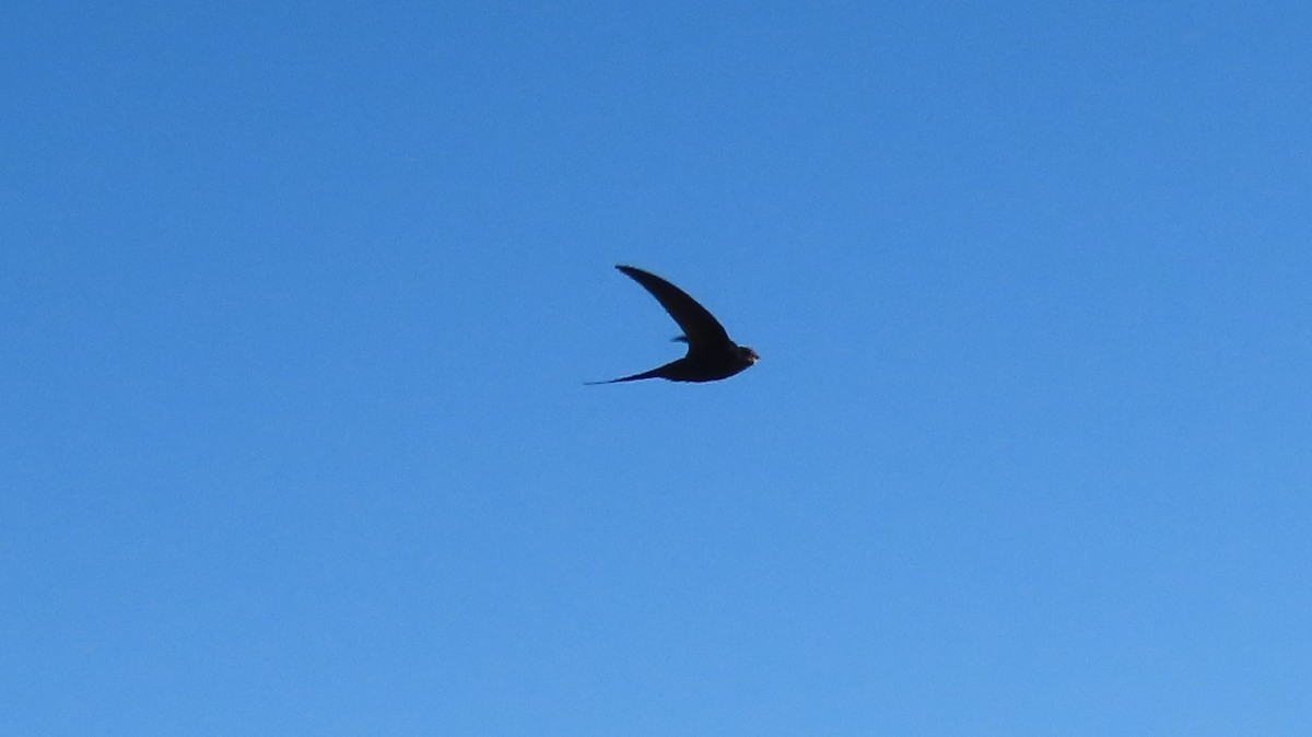 Common Swift - ML287381571