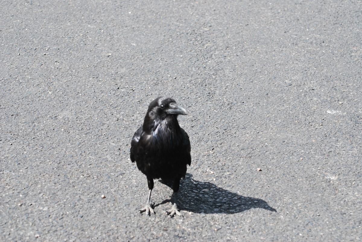 Common Raven - kye jenkins