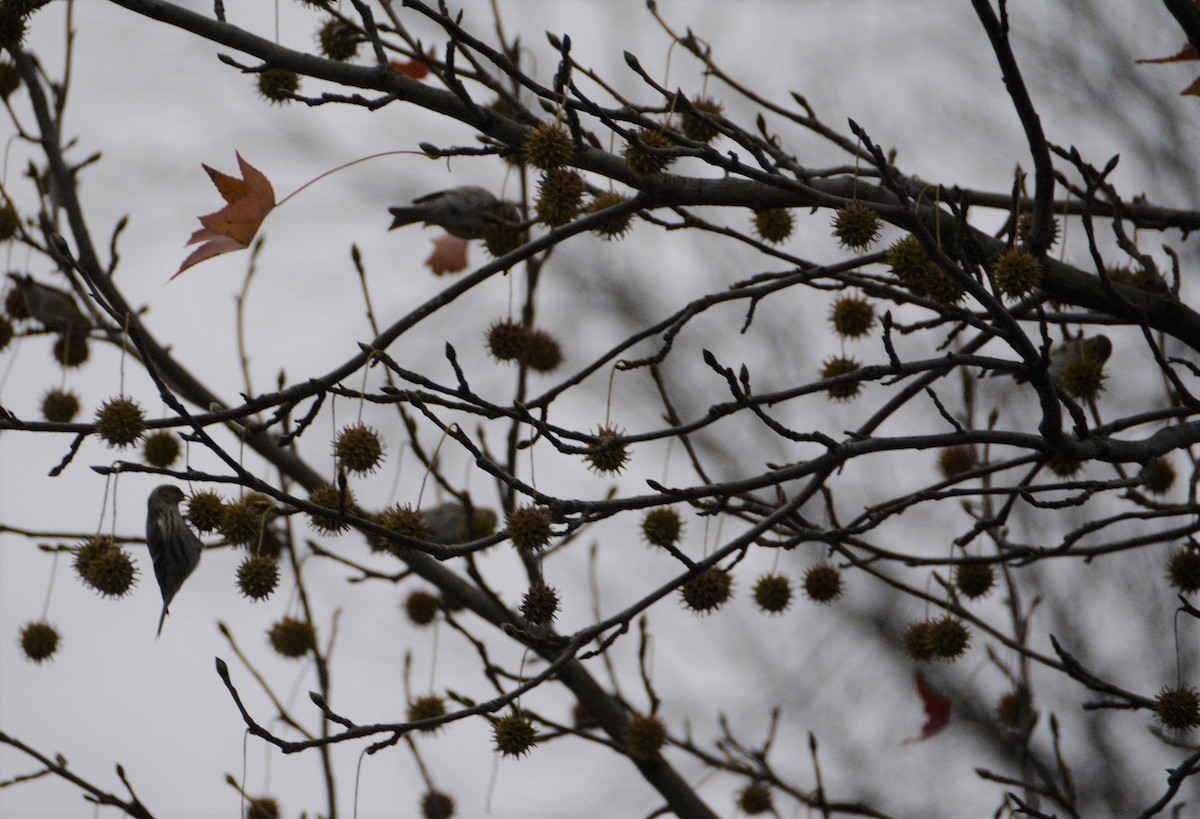 Common Redpoll - "Chia" Cory Chiappone ⚡️