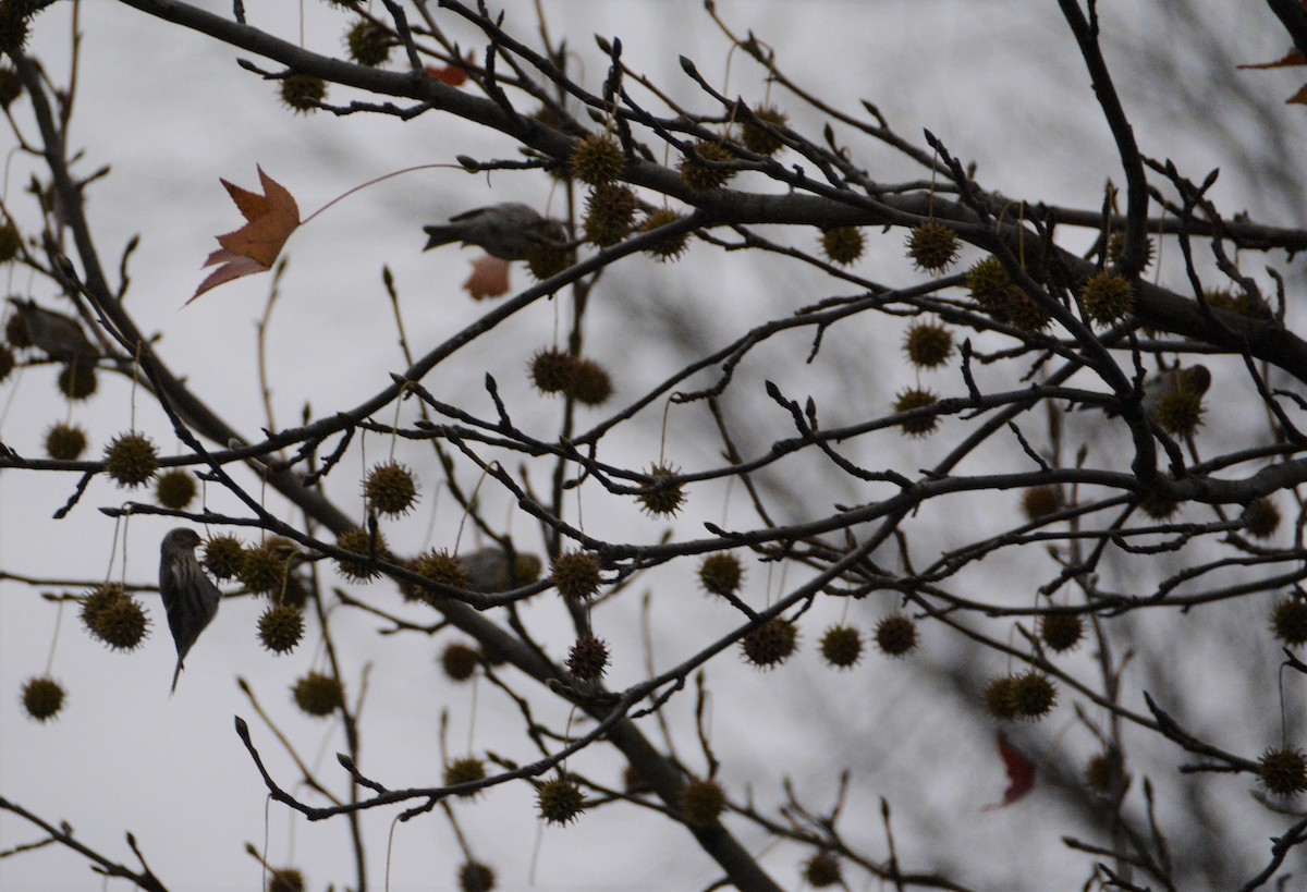 Common Redpoll - ML287383121