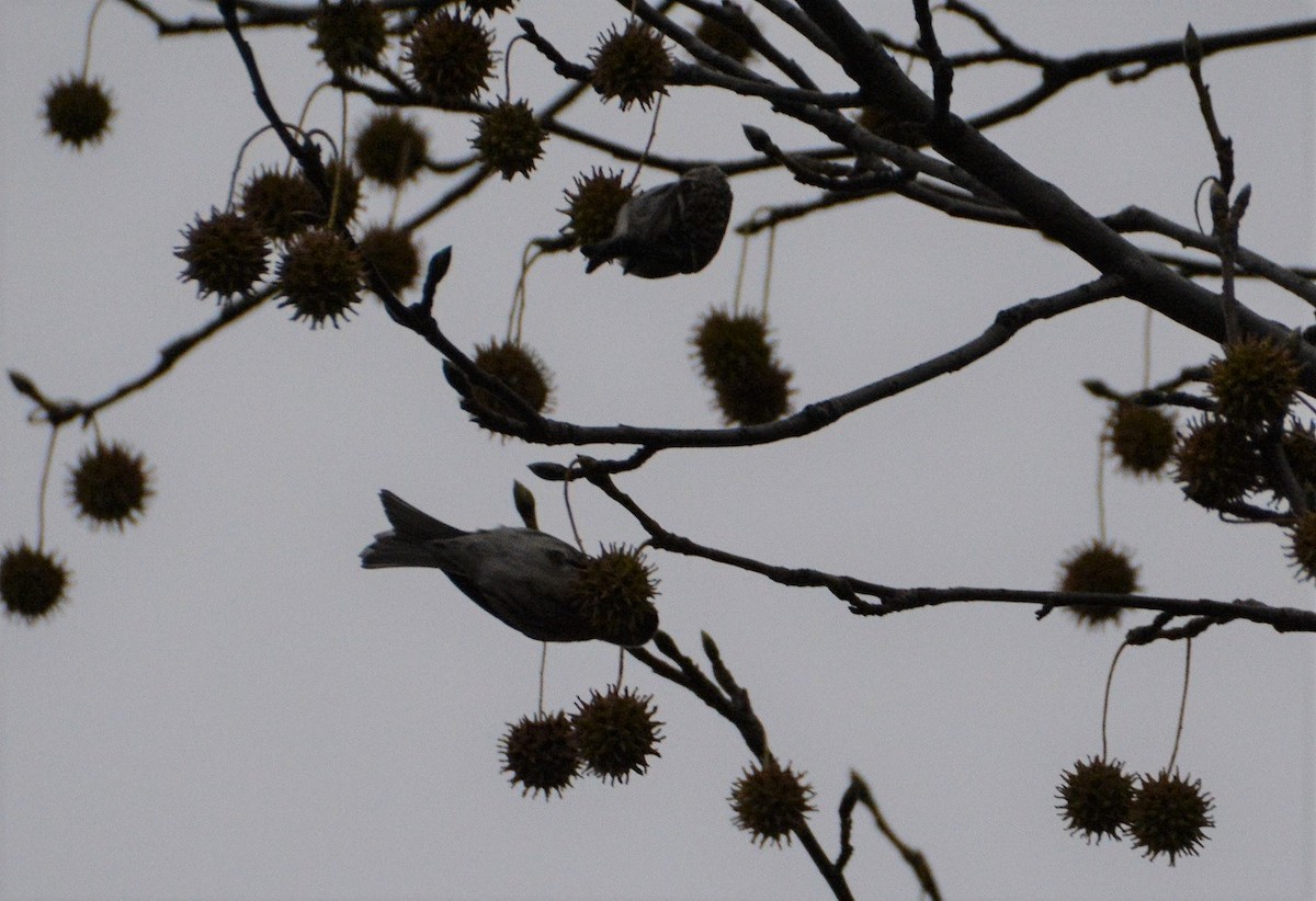 Common Redpoll - ML287383131