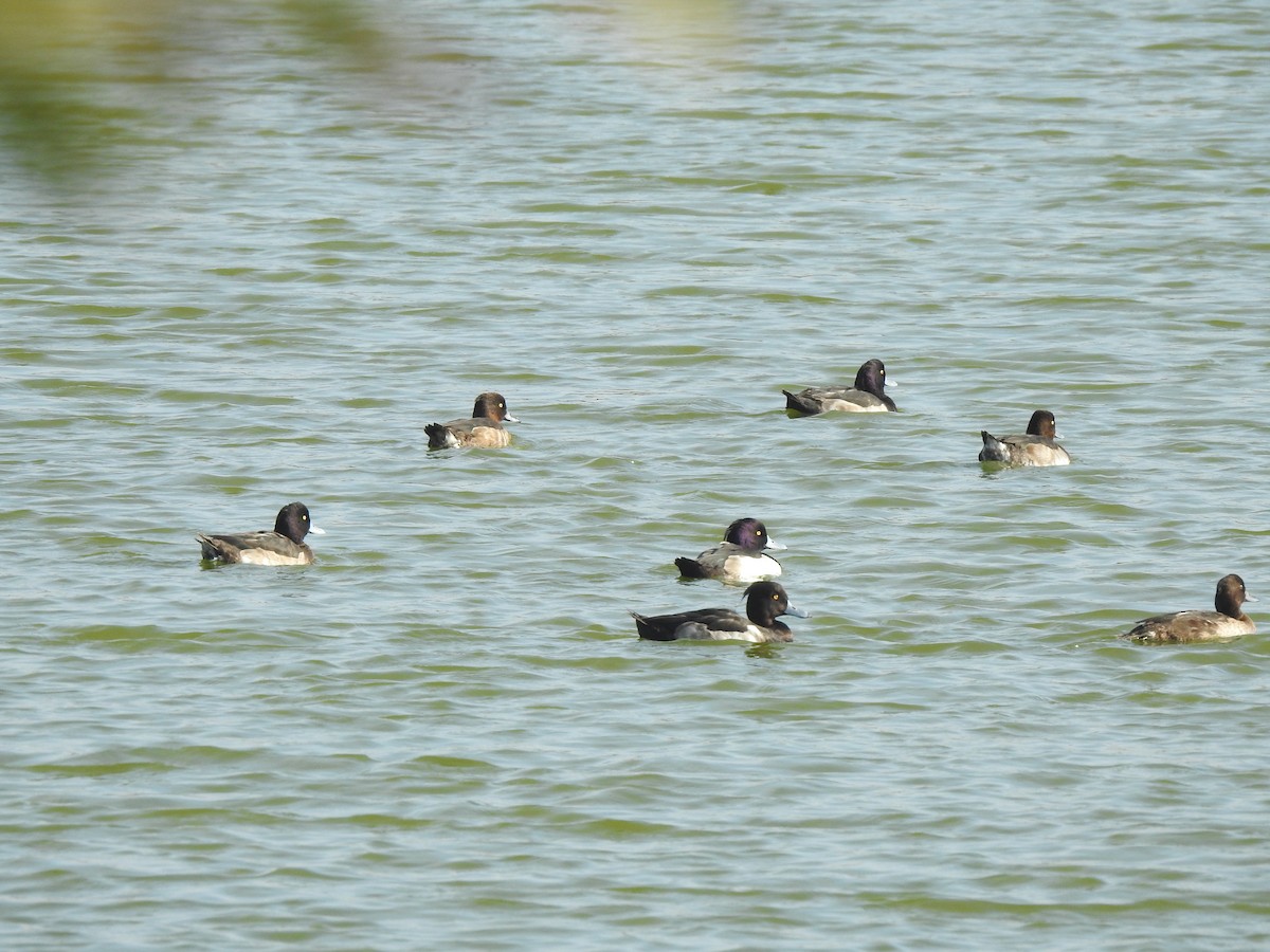 Tufted Duck - 羅 美玉