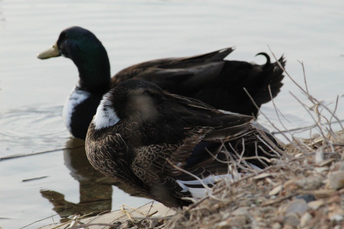 Canard colvert - ML287384941