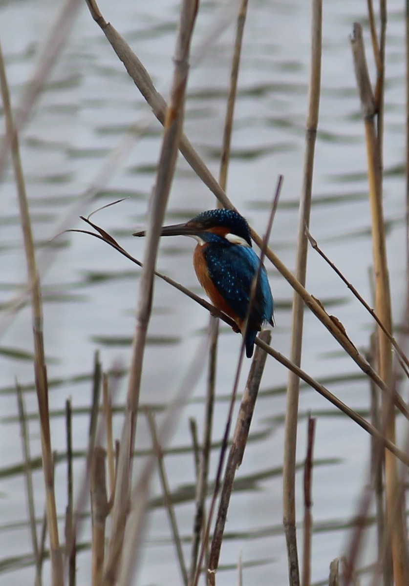 Martin-pêcheur d'Europe - ML287385291