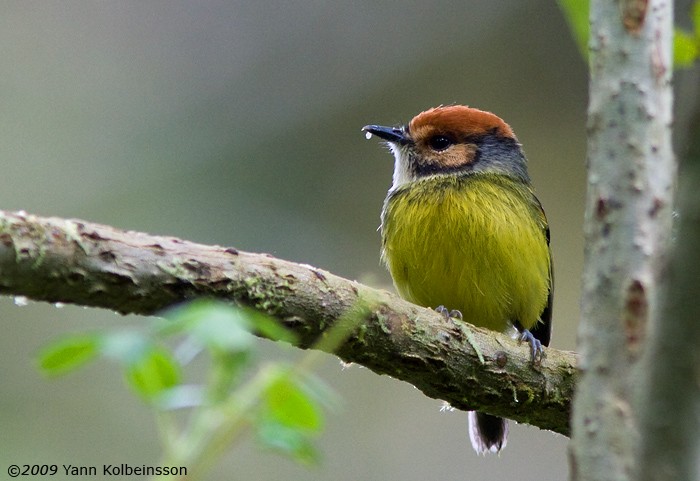 Rufous-crowned Tody-Flycatcher - Yann Kolbeinsson