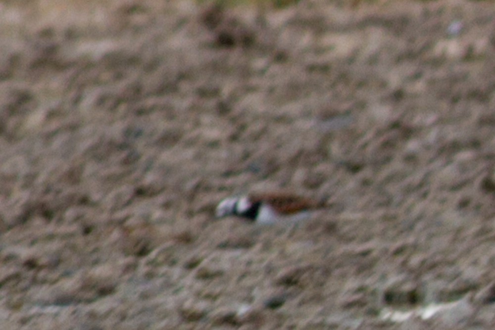 Ruddy Turnstone - Bill Lupardus