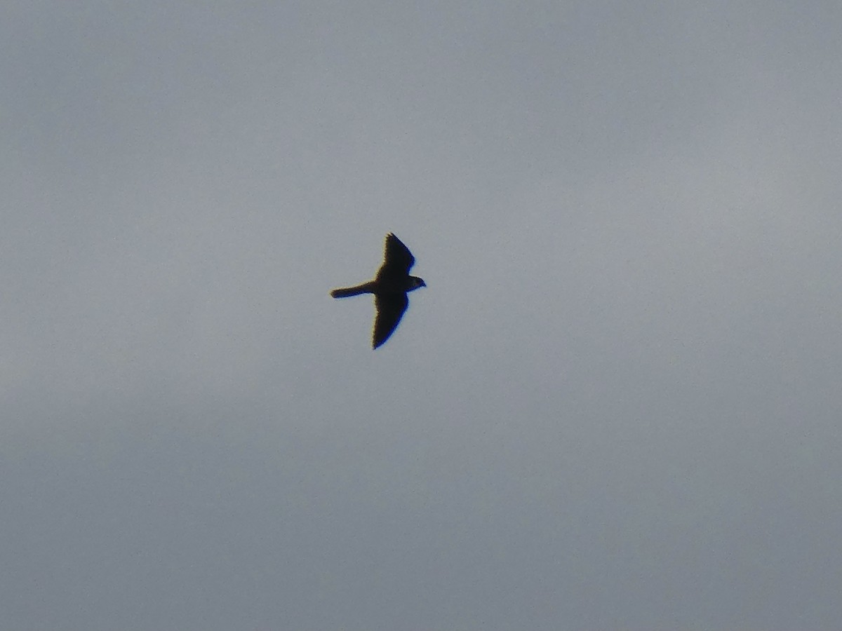 Eurasian Hobby - ML287387851