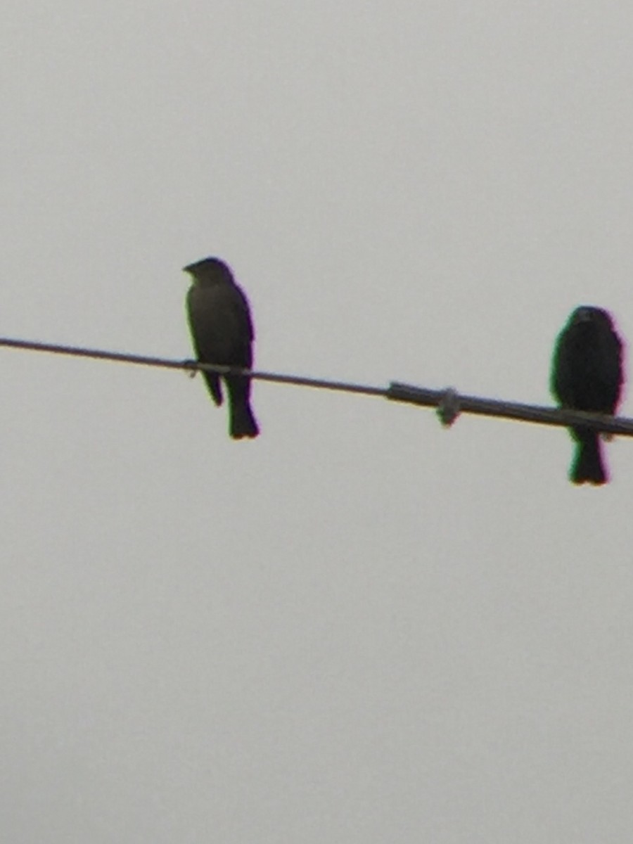 Brown-headed Cowbird - ML287388691