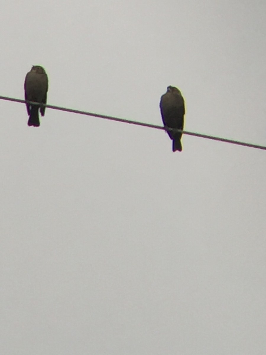 Brown-headed Cowbird - ML287388731