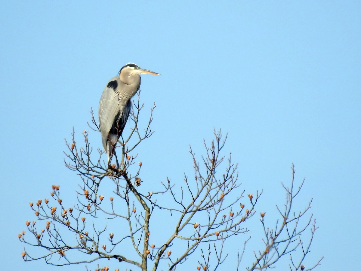 Garza Azulada - ML287393011