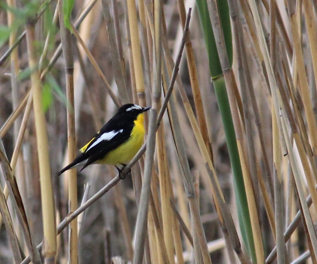 Gobemouche à croupion jaune - ML287393231