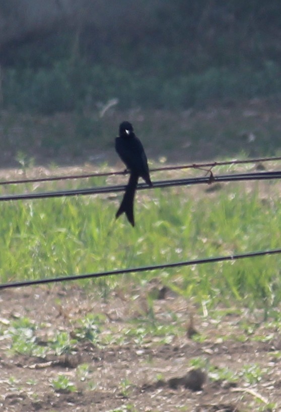 Drongo royal - ML287393741