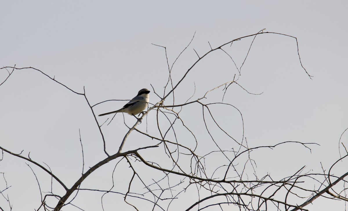 Great Gray Shrike (Arabian) - ML287394841