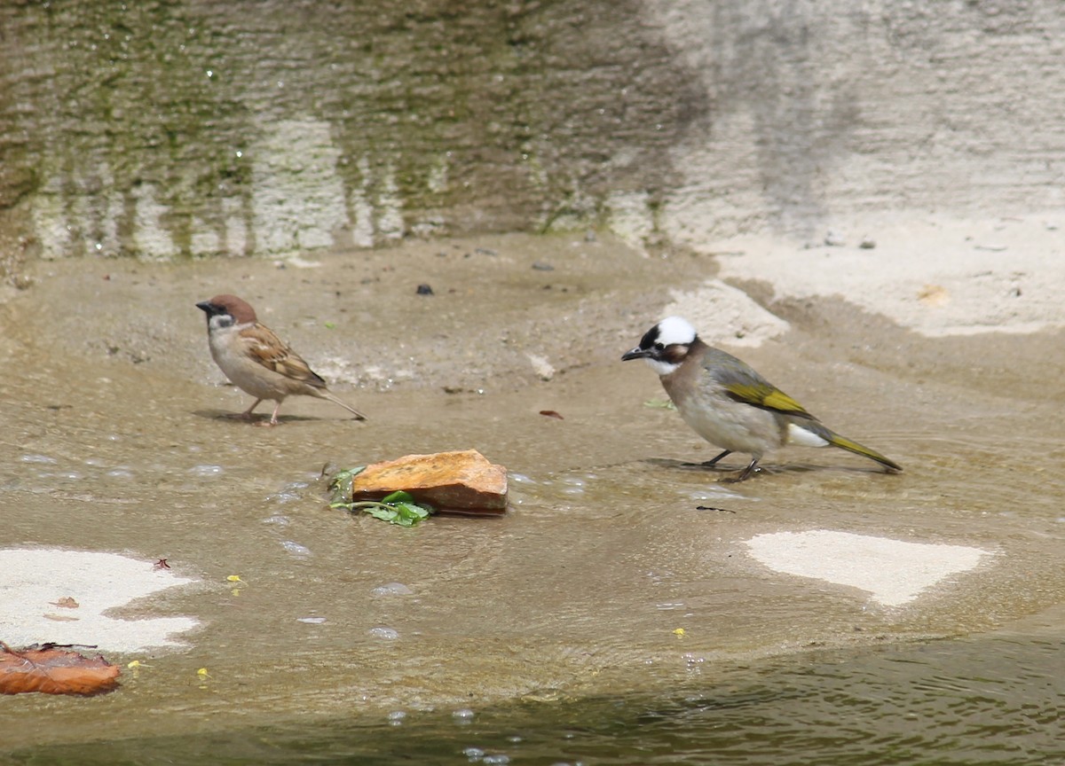 Bulbul de Chine - ML287395021