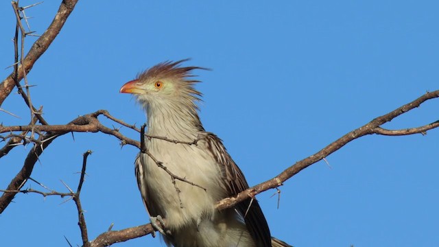 Guira Cuckoo - ML287395601