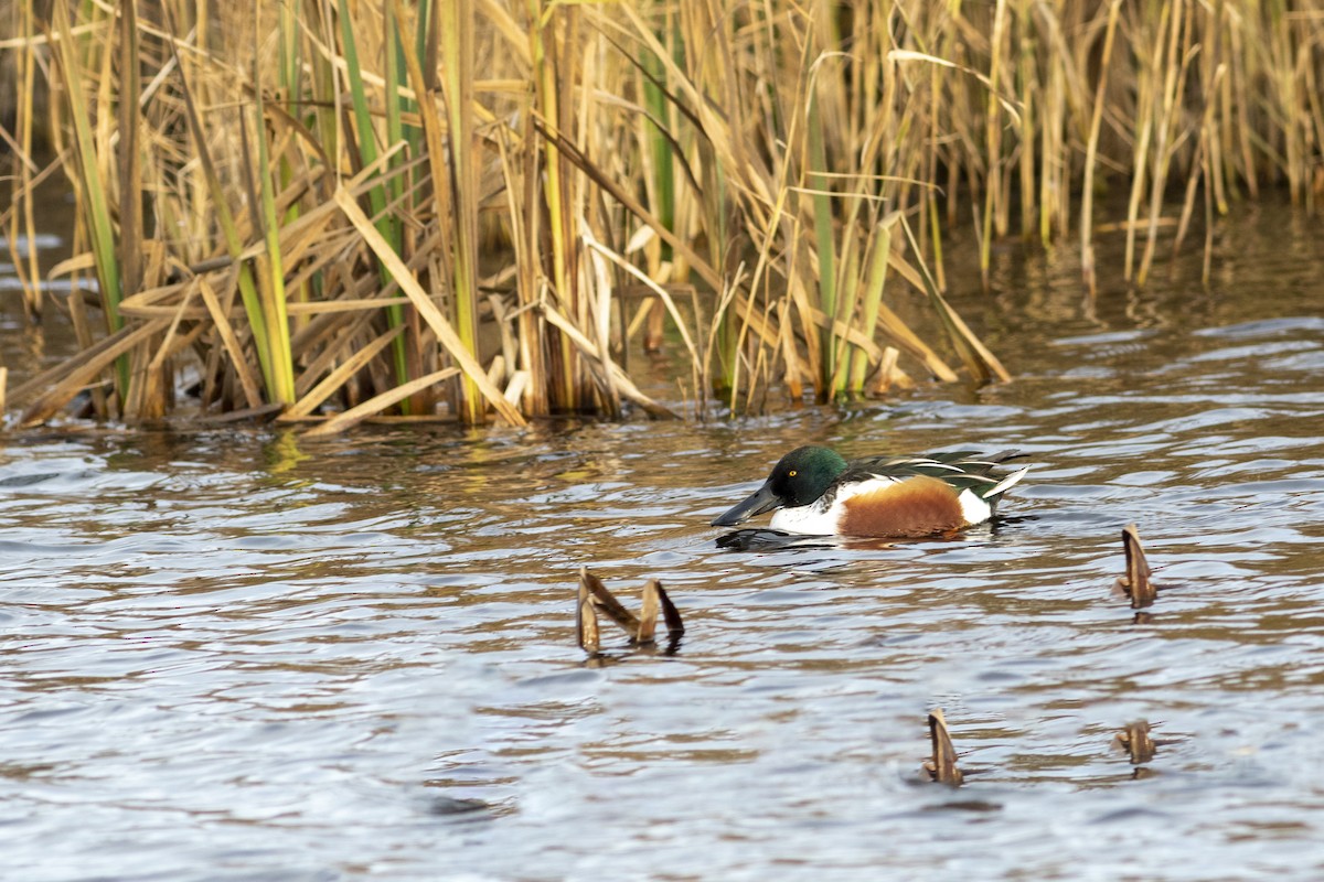 Northern Shoveler - Colin Lamond