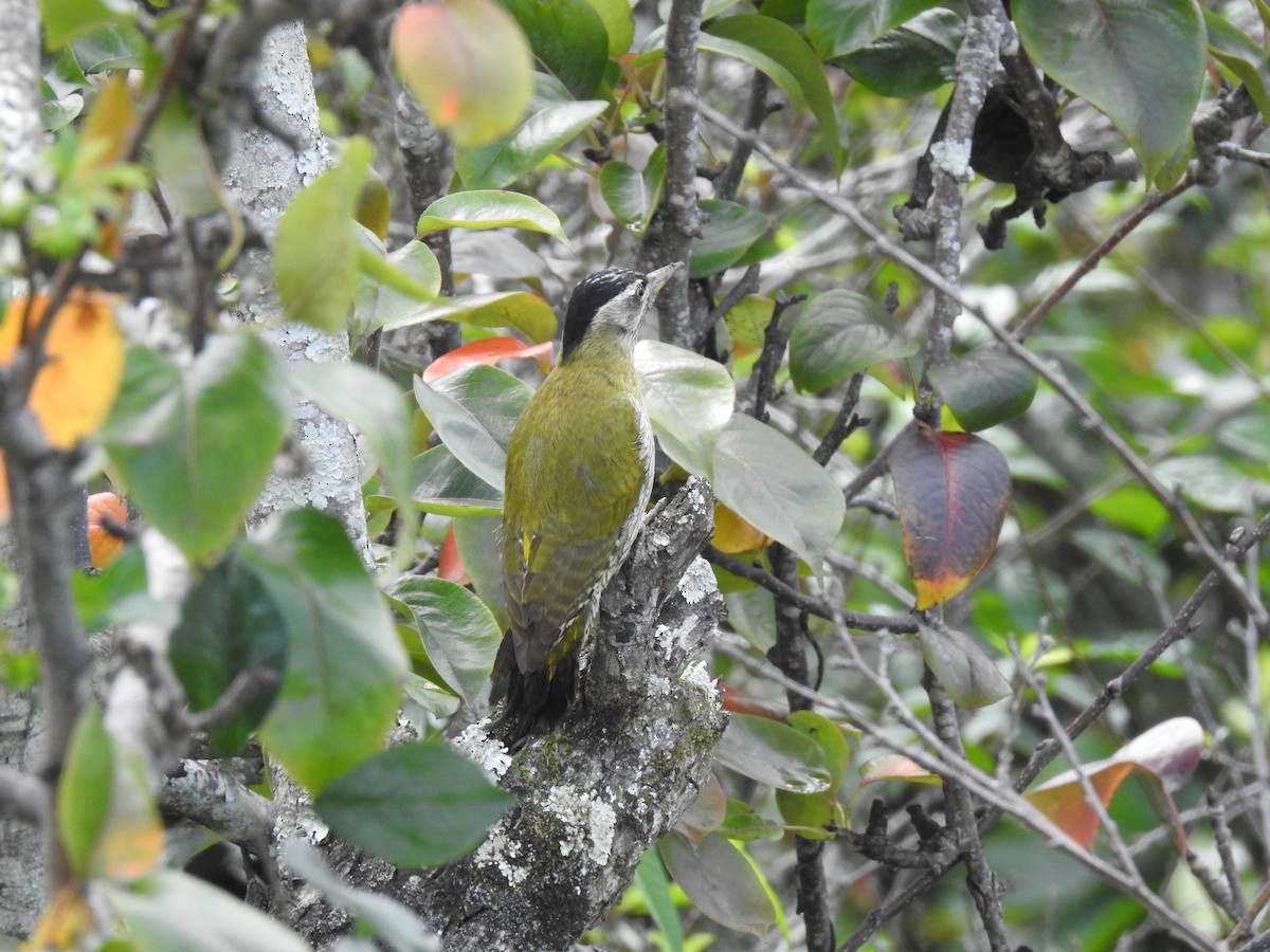 Streak-throated Woodpecker - ML287395741