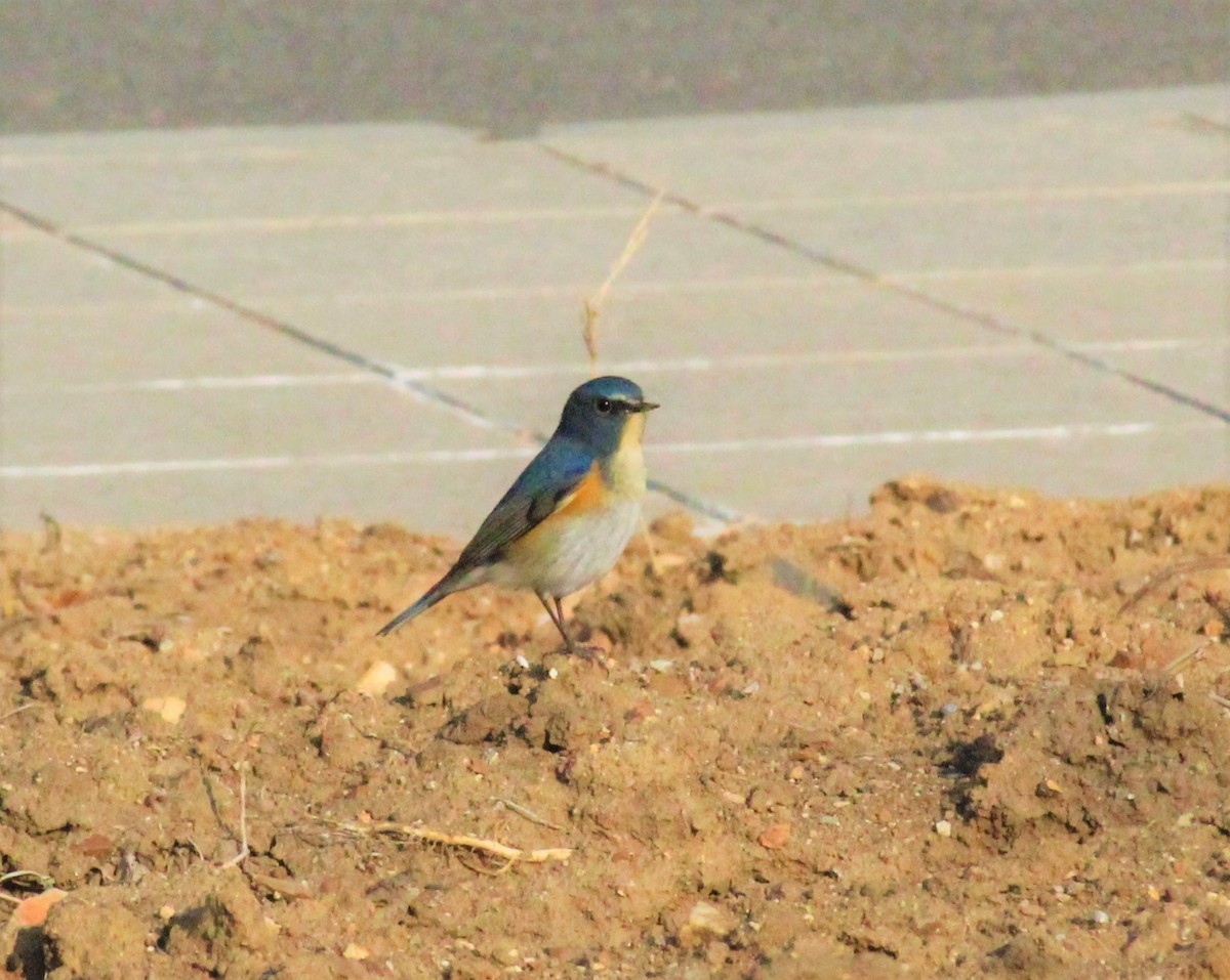 Robin à flancs roux - ML287395951