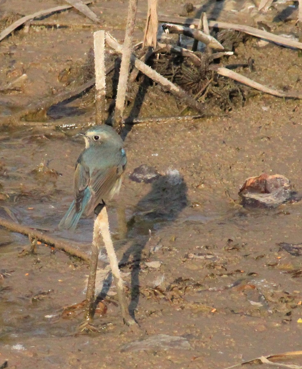 Robin à flancs roux - ML287395961