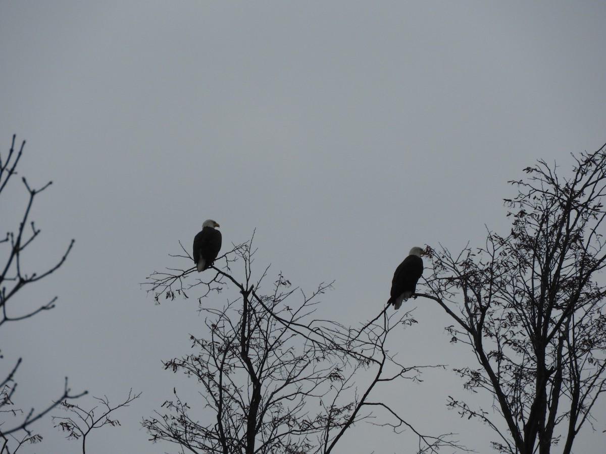 Bald Eagle - ML287396621