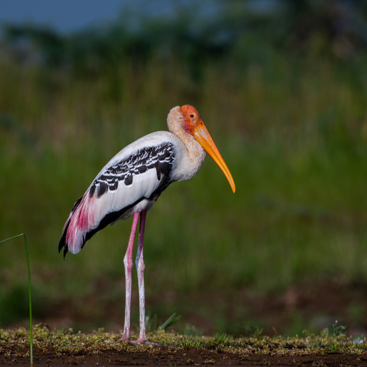 Painted Stork - ML287397971